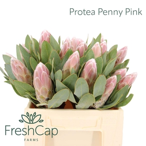 Protea Penny Pink