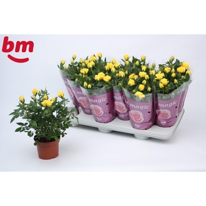 Rosa Amazing Jewel Beau Monde Yellow