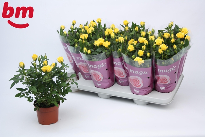 <h4>Rosa Amazing Jewel Beau Monde Yellow</h4>