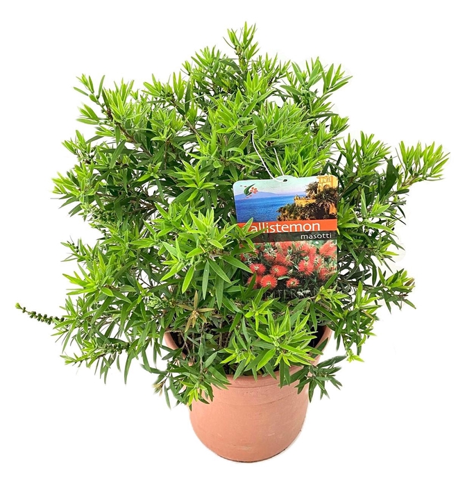 <h4>Callistemon masotti</h4>