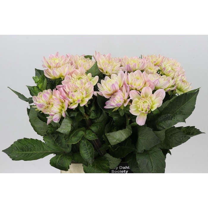 <h4>DAHLIA DIANAS MEMORY</h4>
