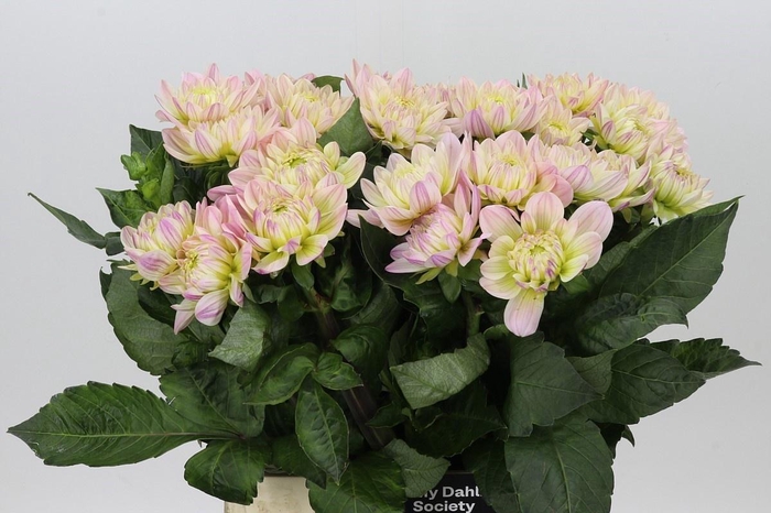 DAHLIA DIANAS MEMORY