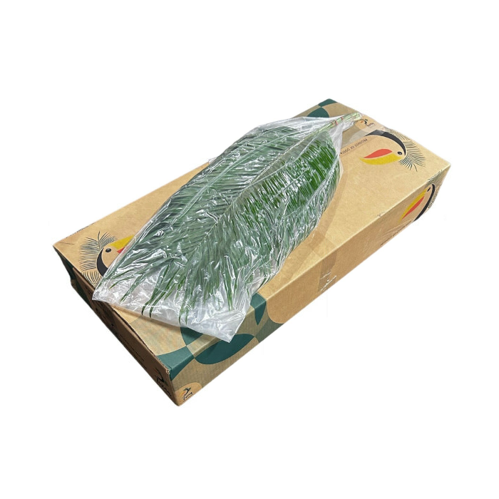 <h4>PHOENIX ROEBELENI 80 CM VACUUM TUKAN</h4>