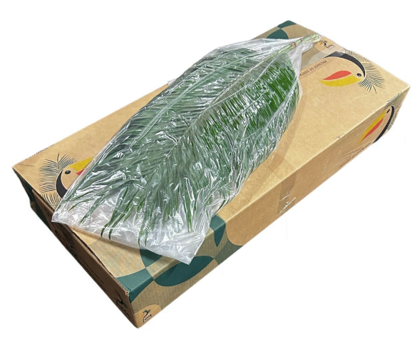 PHOENIX ROEBELENI 80 CM VACUUM TUKAN