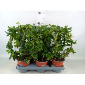 Hedera helix 'Shamrock'