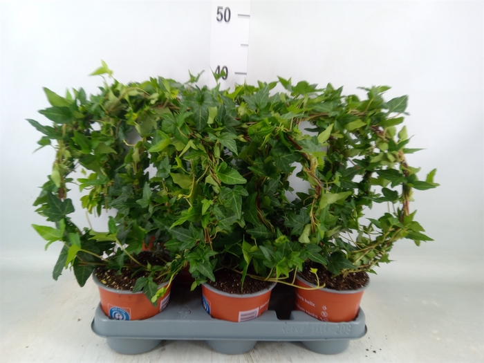 <h4>Hedera helix 'Shamrock'</h4>