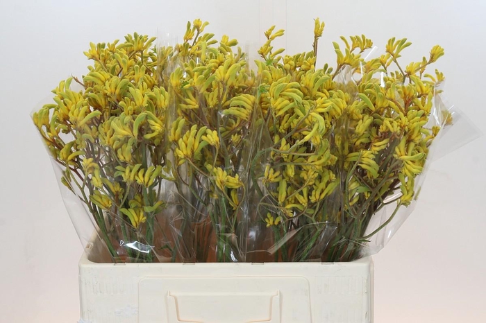 <h4>Anigozanthos Bush Down</h4>