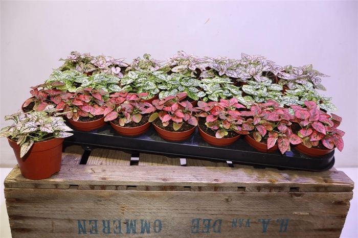 <h4>Hypoest Gem</h4>