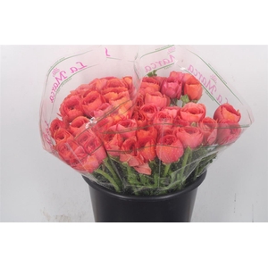 Ran.. Su Fragolino Extra