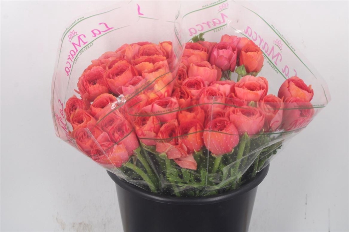 <h4>Ran.. Su Fragolino Extra</h4>