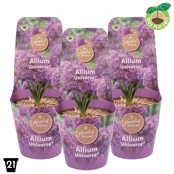 <h4>Allium Universe XXL</h4>