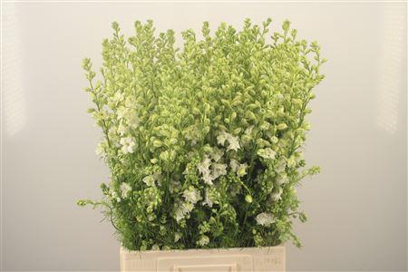 <h4>Delph Rids White</h4>