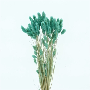 Dried Phalaris Tiffany Green