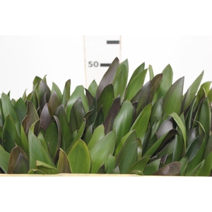 FOLHAGEM DRACENA POA