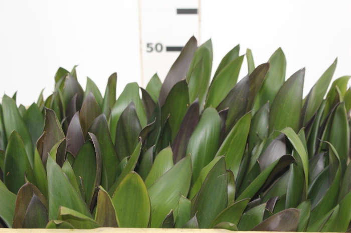 <h4>FOLHAGEM DRACENA POA</h4>