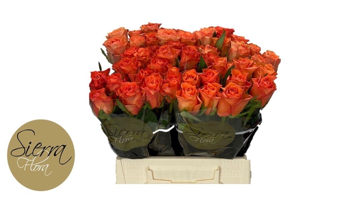 <h4>R Gr Orange Wave</h4>