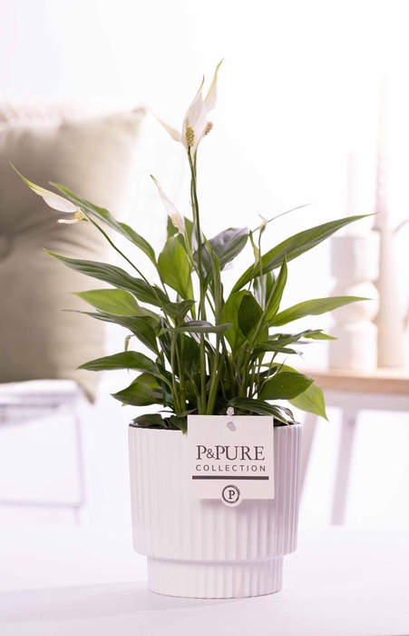 <h4>Spathiphyllum Korto in P&PURE Ivy ceramics shiny white</h4>