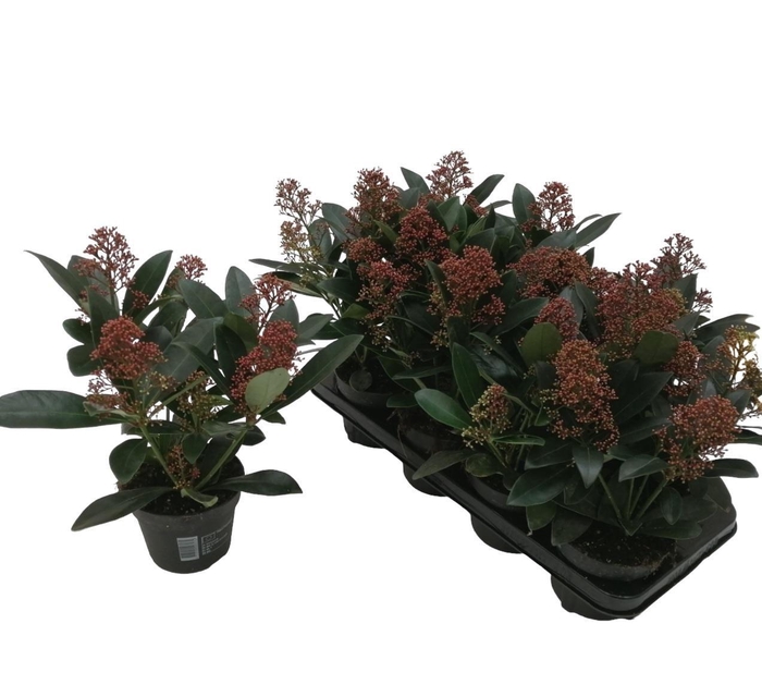 <h4>Skimmia japonica 'Rubella' 5+BLOEMEN</h4>