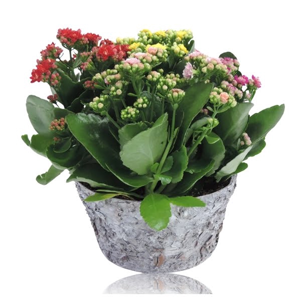 <h4>Collectie Betula Kalanchoë Cinqolori - Carnaval in Berk 21 cm</h4>