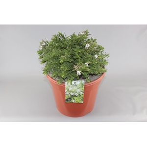 Hebe 'Wiri Mist' C10