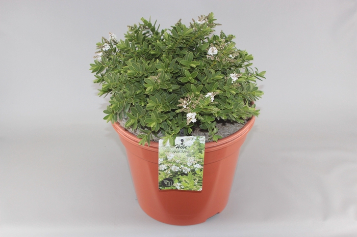 <h4>Hebe 'Wiri Mist' C10</h4>