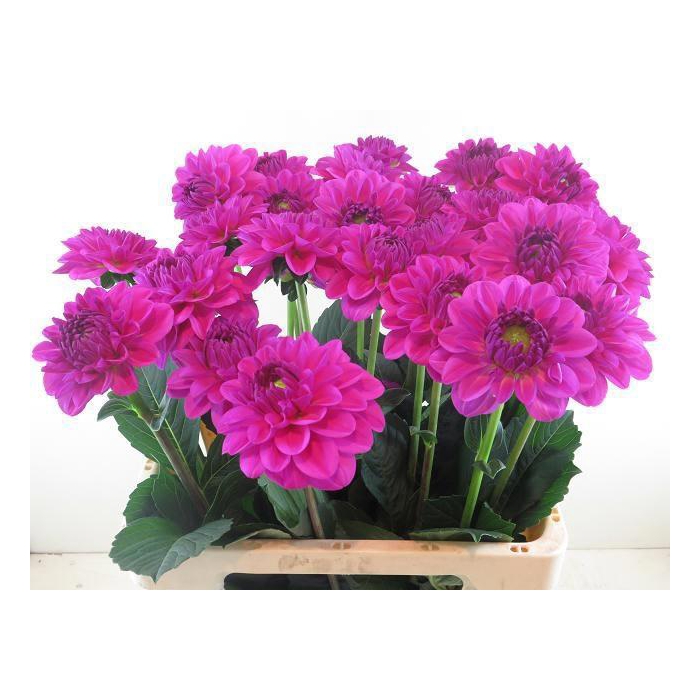 <h4>Dahl Stratos</h4>