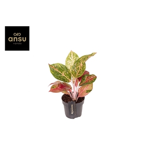 Aglaonema Samba Red P12