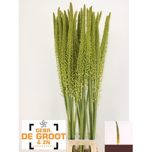 EREMURUS YELLOW REBE