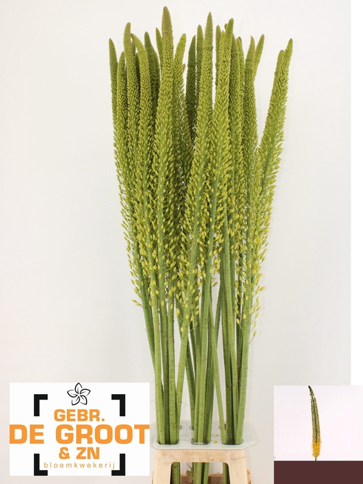 <h4>EREMURUS YELLOW REBE</h4>