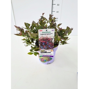 Vaccinium cor. 'Cabernet Splash' PBR 25-30 C3