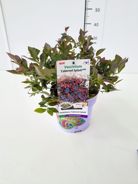 <h4>Vaccinium cor. 'Cabernet Splash' PBR 25-30 C3</h4>