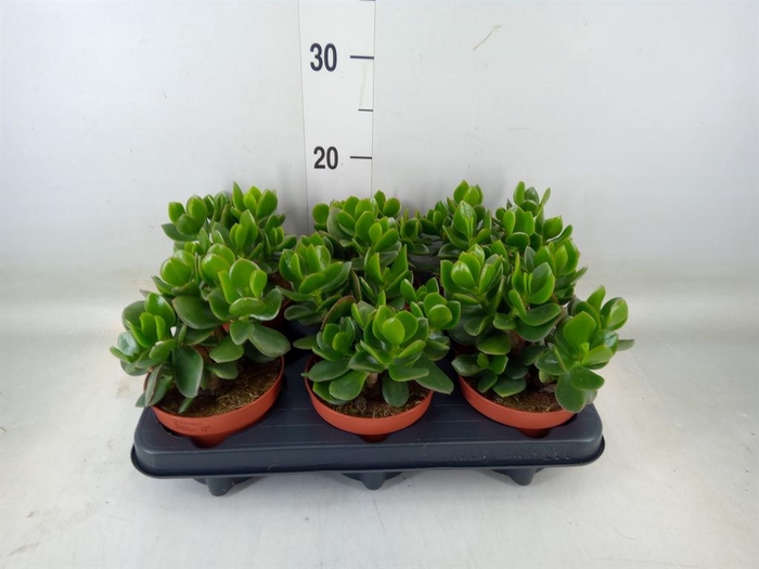 <h4>Crassula  'Hulk'</h4>