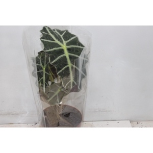 ALOCASIA POLLY P17