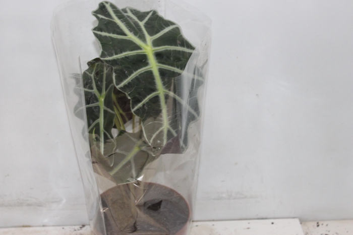 <h4>ALOCASIA POLLY P17</h4>