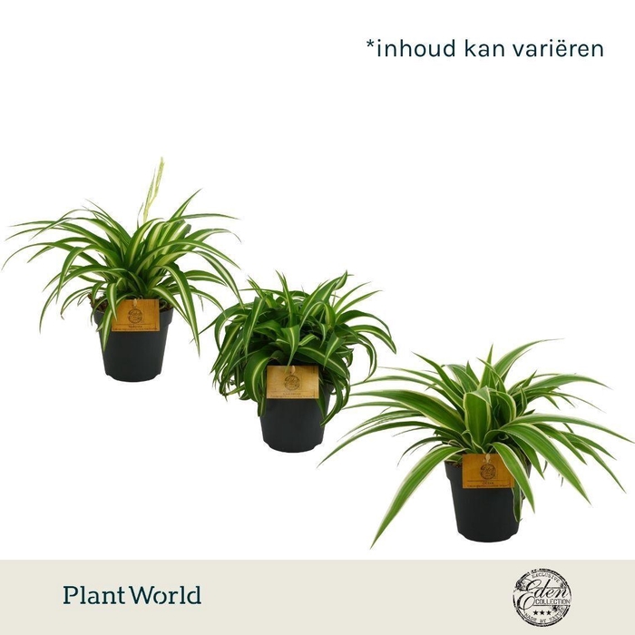 <h4>Chlorophytum gemengd 12cm</h4>