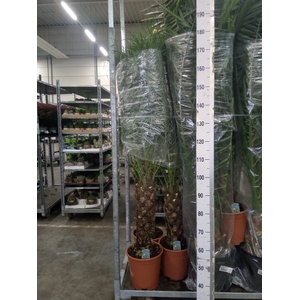 Phoenix roebelenii
