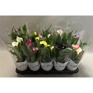 Zantedeschia gemengd Castlemix