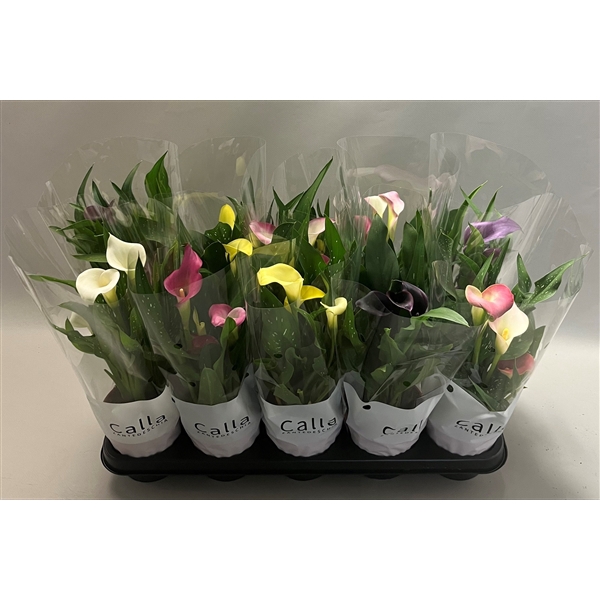 <h4>Zantedeschia gemengd Castlemix</h4>