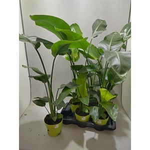 STRELITZIA NICOLAI