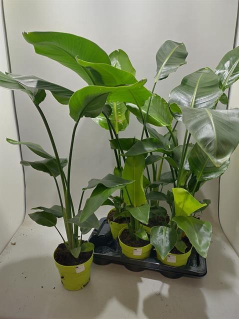 <h4>STRELITZIA NICOLAI</h4>