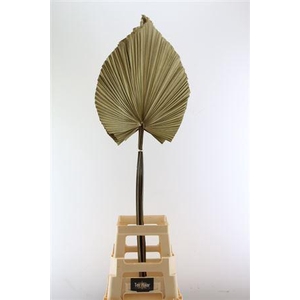 Droog Robusta L Naturel