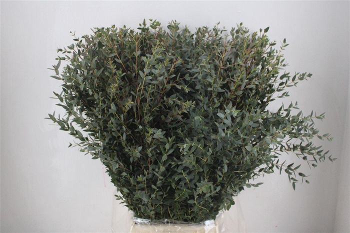 <h4>Euca Parvifolia 400gr P Bunch</h4>