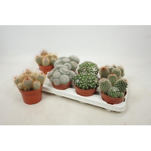 Cactus mix 12Ø 15cm