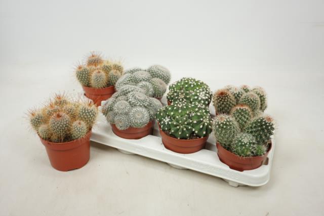 Cactus mix 12Ø 15cm