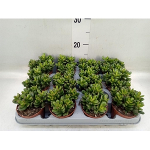 Crassula ovata 'Gandalf'