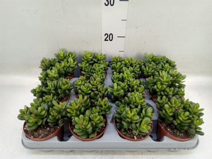 <h4>Crassula ovata 'Gandalf'</h4>