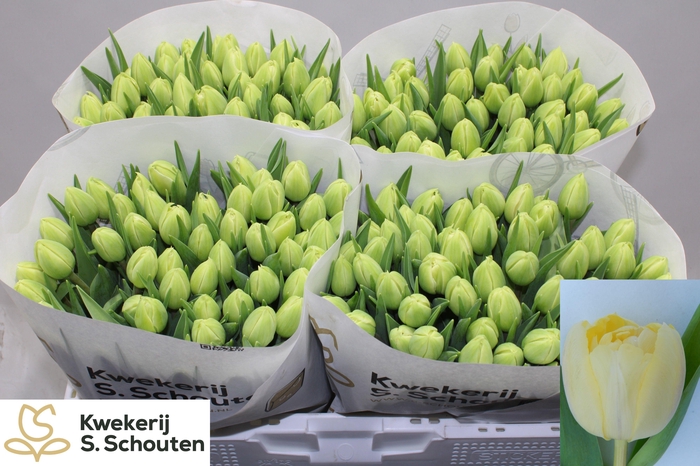 <h4>TU DU VERONA</h4>