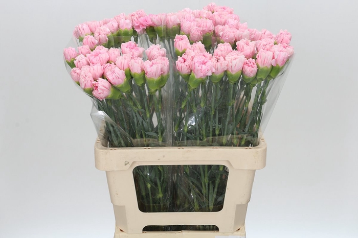 <h4>Dianthus St Chevin</h4>