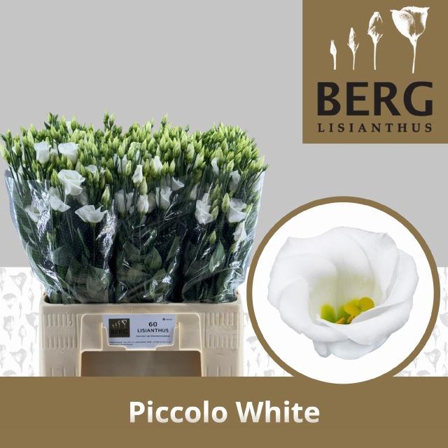 <h4>EUS E PICCO WHITE</h4>