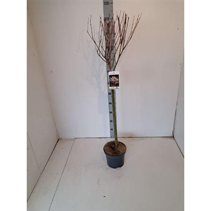 Salix In Hakuro Nish